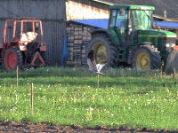 2016-05-23 18h34m53 - Grauwe Kiekendief - Aat Bender